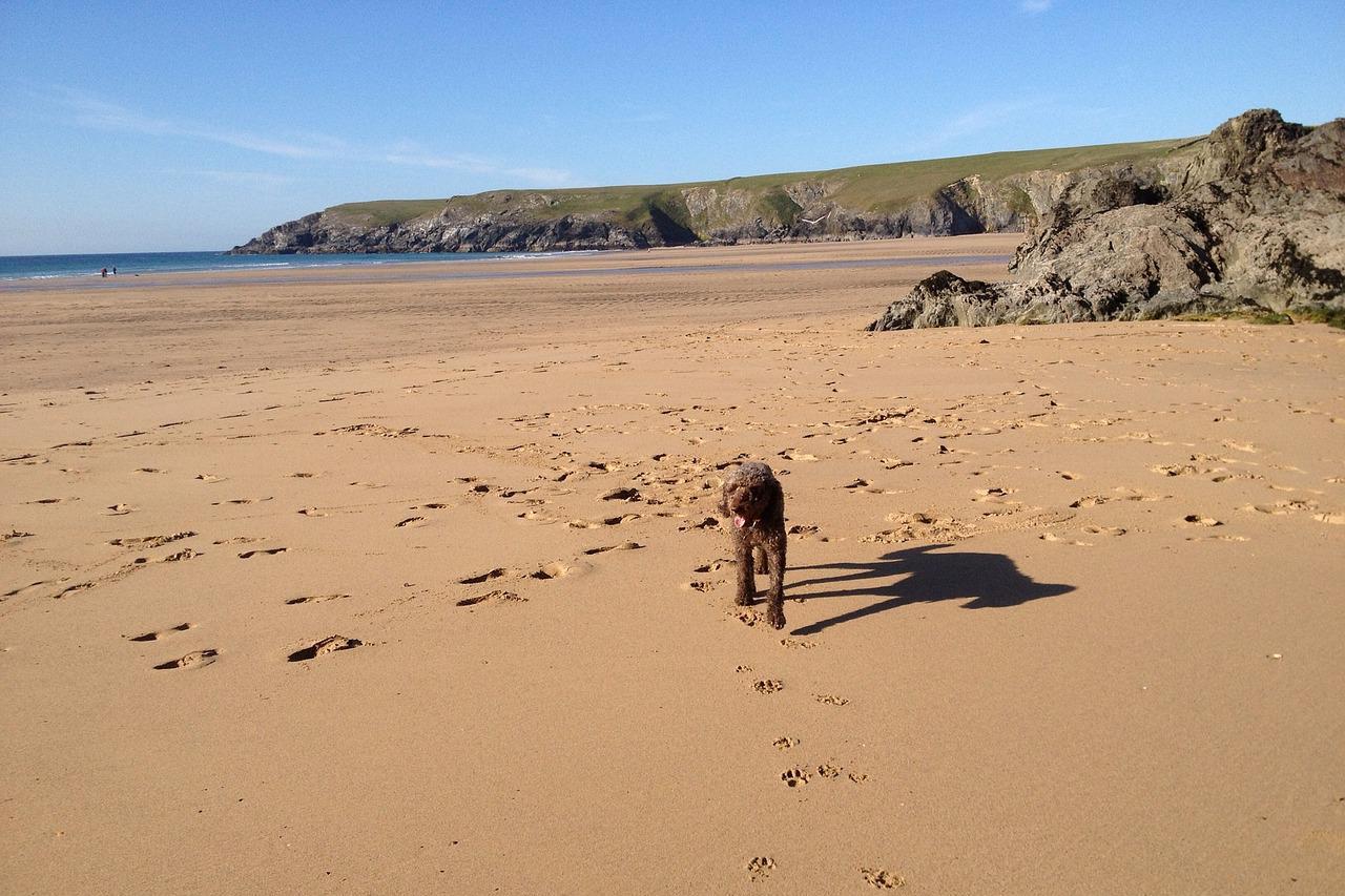 Best Dog Friendly Destinations In Cornwall - Gabi Travels